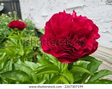 red beautiful blooming peonies in early summer
