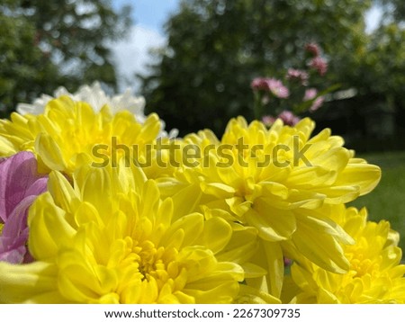 chrysanthemum flower in summer time