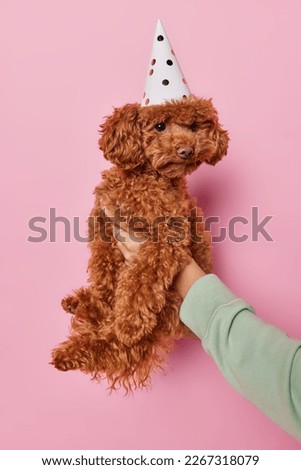 Vertical shot of small adorable brown poodle dog wearing cone party hat isolated over pink background being in hand of owner celebrates birthday. Anniversary celebration and partying concept
