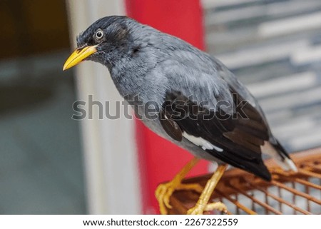 Javan Myna bird or Jalak Kebo (Acridotheres javanicus) perched on wooden cage