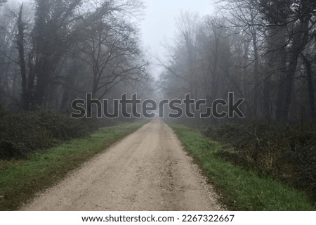 Path  between trees in a park on a foggy day in the italian countryside in winter