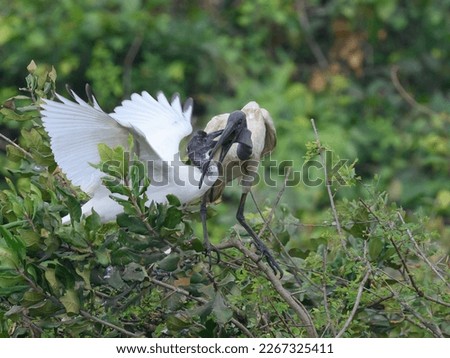 Black-headed ibis feeding the young chick at the marsh pond for food in the breading season at Nelapattu Bird Sanctuary lake
