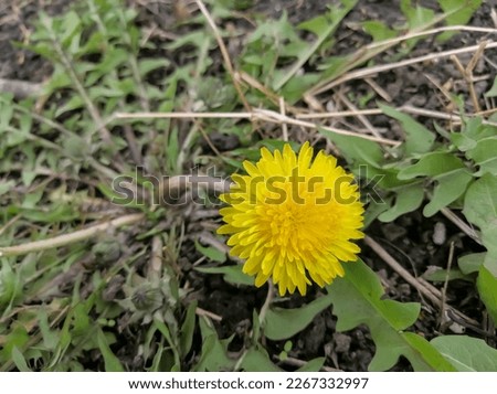 Yellow dandelion. A yellow dandelion grew in the spring. A beautiful dandelion grew in the garden. The large, yellow head of the flower.