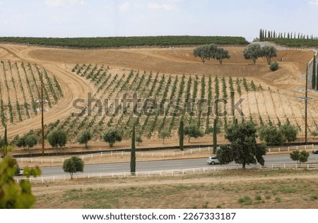 View of agricultural fields on a hill. California vineyards.