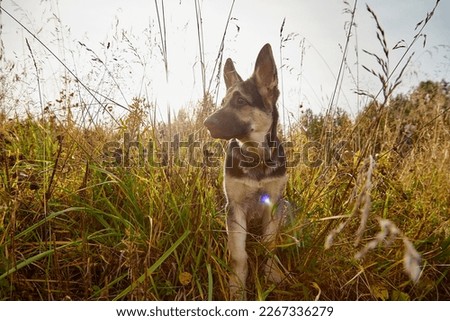 Dog German Shepherd on nature landscape in autumn or summer day Royalty-Free Stock Photo #2267336279