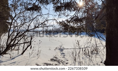 Landscape with snow forest and sun in winter or nice early spring day
