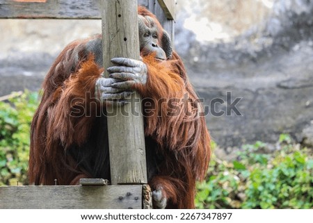 Big Brown Orangutan Male with the Tree in Thailand