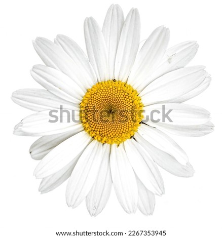Daisy flower isolated on white background. Oxeye daisy, Leuchanthemum, Vulgare.