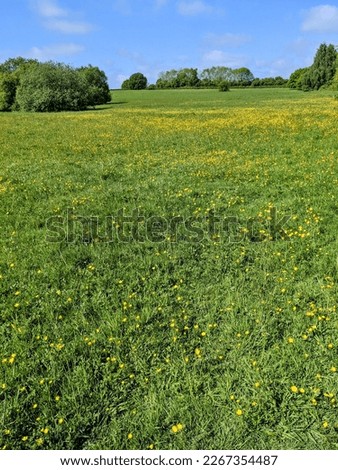 meadow of flowers showing all yellow