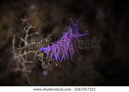 underwater pictures of diver ( nudibranchs )