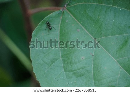 Ant and green leave Background of small Village Malaysia