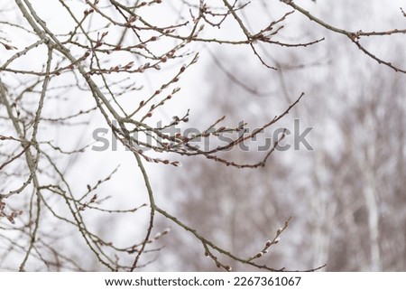 Nature background with tree branches covered with grey swollen buds Royalty-Free Stock Photo #2267361067
