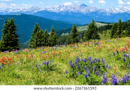 Wildflowers blooming on Shrine Pass, Vail, Colorado, USA. Royalty-Free Stock Photo #2267361593