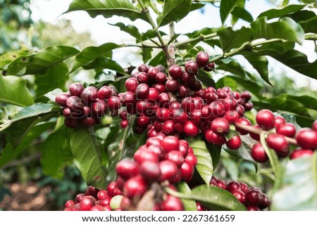 Deep Red Coffee Cherries, Coffee Cherries on Tree Royalty-Free Stock Photo #2267361659