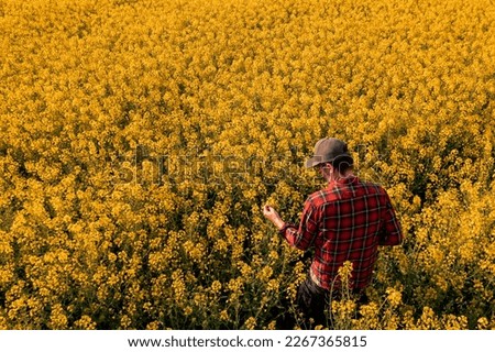 High angle view of farm worker in blooming rapeseed field wearing plaid shirt and trucker's hat and examining crops, rear view Royalty-Free Stock Photo #2267365815