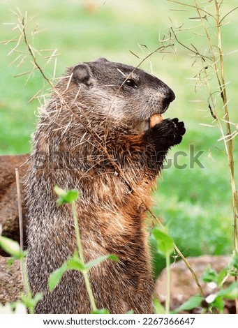 Cute groundhog standing on his hind legs gnawing an acorn holding it with his front paws close-up