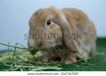 Cute fluffy bunny eating dry grass on straw.Rabbit eating grass with wood background, bunny pet, holland lop. 