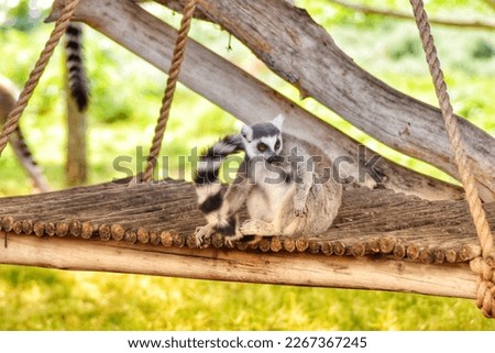 Picture of a ring tailed lemur 