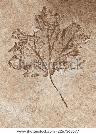 The imprint of a fallen autumn leaf on concrete close-up.