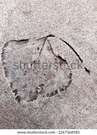The imprint of a fallen autumn leaf on concrete close-up.