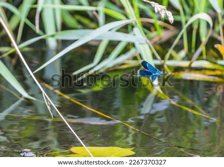 A Broad-winged damselflies, male (Calopteryx splendens, Calopterygidae) flying the water lily thickets of the pond. Eastern Baltic Royalty-Free Stock Photo #2267370327