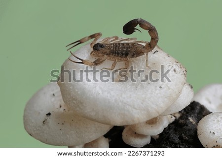 A Chinese swimming scorpion is hunting small insects in a wild mushroom colony growing on weathered tree trunks. This Scorpion has the scientific name Lychas mucronatus.