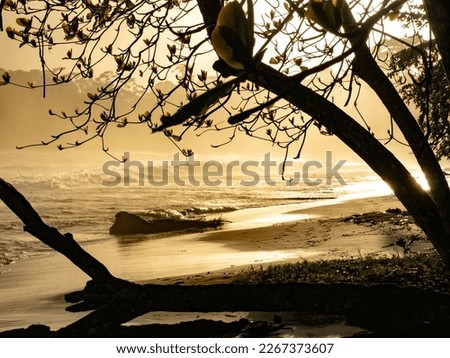 Dramatic sunrise picture from Playa Punta Uva on the Caribbean coast of Costa Rica. Golden morning light, trees in the foreground with the ocean and the sand on the beach. 