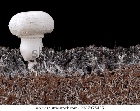 white mushroom, agaricus bisporus or champignon, with mycelium in soil, side view of soil interspersed with mycelium on black background Royalty-Free Stock Photo #2267375455