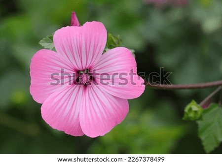 Spring, Portugal. Pink Lavatera flowers in nature, also known as Pink Mallow or Pink Malva. Lavatera rosa. Malvaceae Family.