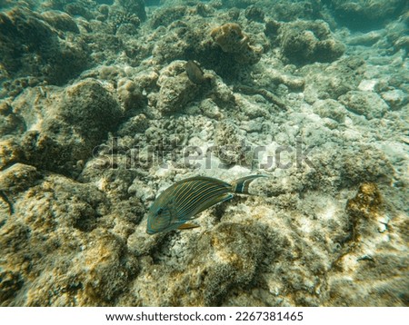 corals and tropical fish underwater ocean life
