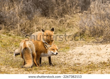 Two Male Red Foxes Together on the Sand in A National Park