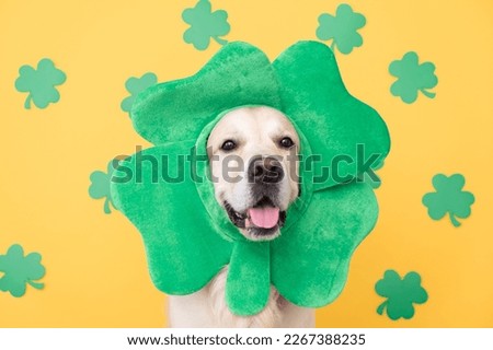 Cute dog in green shamrock costume sits on yellow background. Golden Retriever at St. Patrick's Day celebration