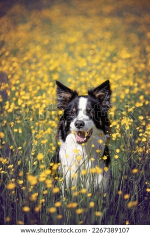 Border collie. Purebred dog. Dogs training. Smart dogs. Portraits of dogs. Fun with pet. Dog photo sessions on a summer meadow. Funny dogs. Sweet dog. Favorite. Lovely pose.