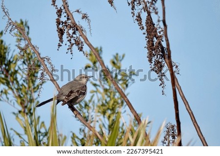                 Northern mockingbird perched on a branch in the bright morning sunlight at Shelter Cove. Blue skies provide the background.               