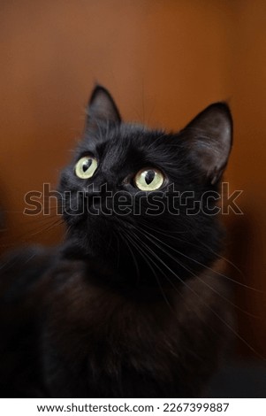 black cat with yellow eyes portrait