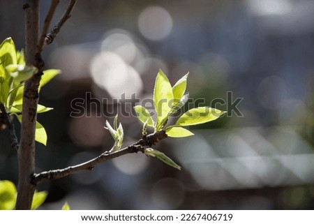 Young green leaves on tree branches in spring