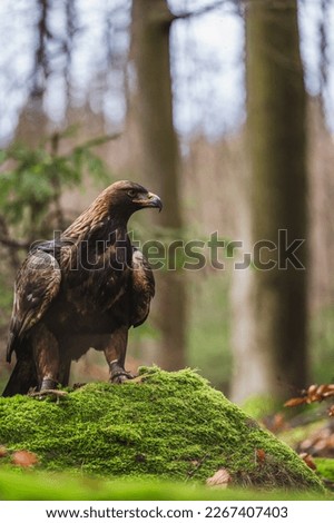 Golden eagle (Aquila chrysaetos) is one of the best-known birds of prey . It is the most widely distributed species of eagle. Autumn forest Royalty-Free Stock Photo #2267407403