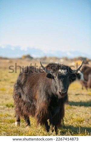large black hairy yak full body vertical shot yak with long horns in grassy filed on yak farm in wyoming with sky and mountains in background domestic yak farm raised for grass fed beef room for type
