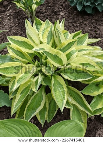 Hosta Yellow Polka Dot Bikini. The leaves are elongated cup-shaped, in early spring - the green middle is separated by a clear white thin strip from the yellow-light green border.