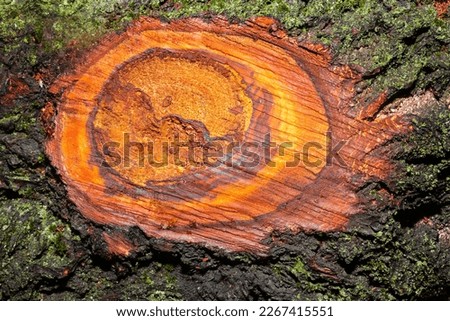Close up photo texture of sawn wood log with mold. Royalty-Free Stock Photo #2267415551