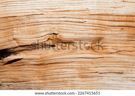 Close up photo texture of chopped wood log.