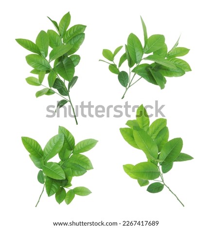 Lemon green leaves isolated on a white background