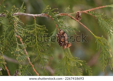Thuja seeds on a branch