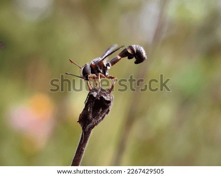 a small insect that has a unique shape, with attractive colors, perched on a branch of a plant, basking in the hot sun

