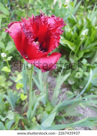 Perfect tulip, garden picture, bright day 