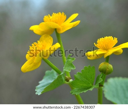 In spring, caltha palustris grows in the moist alder forest  Royalty-Free Stock Photo #2267438307