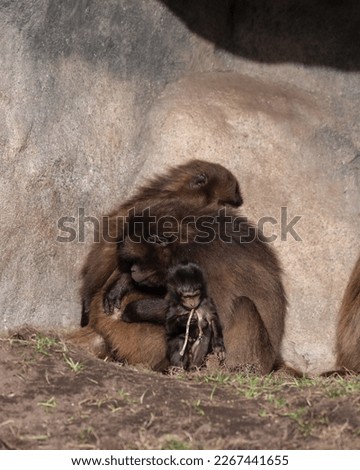 Family of Gelada Monkies Together