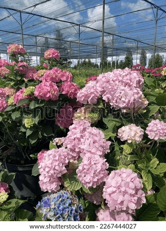 Beautiful flowers Hydrangea pictured during landscape design 