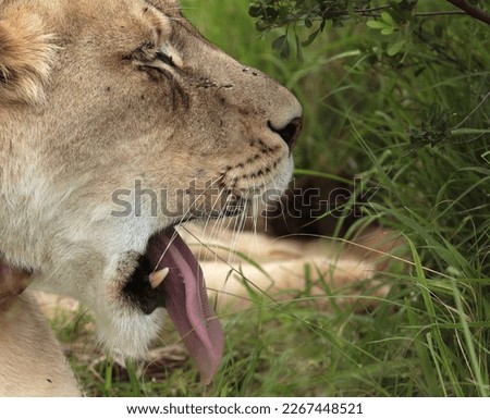 Lioness opens her jaws wide in a relaxed yawn.
