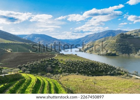 Douro wine valley with wineyards, Portugal, Unesco world heritage site